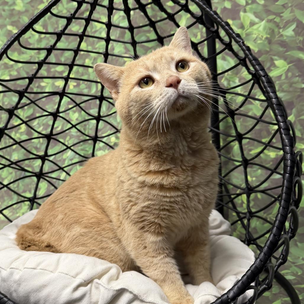 Enlarge MJ, a Adoptable Domestic Short Hair in Walnut Cove, NC image 6/6