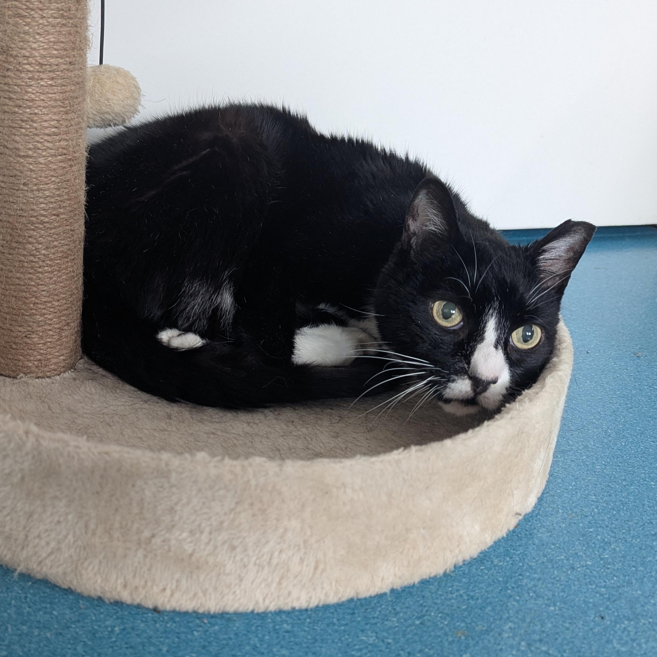 Murdoch, a Adoptable mixed breed in West Richland, WA image 2/5