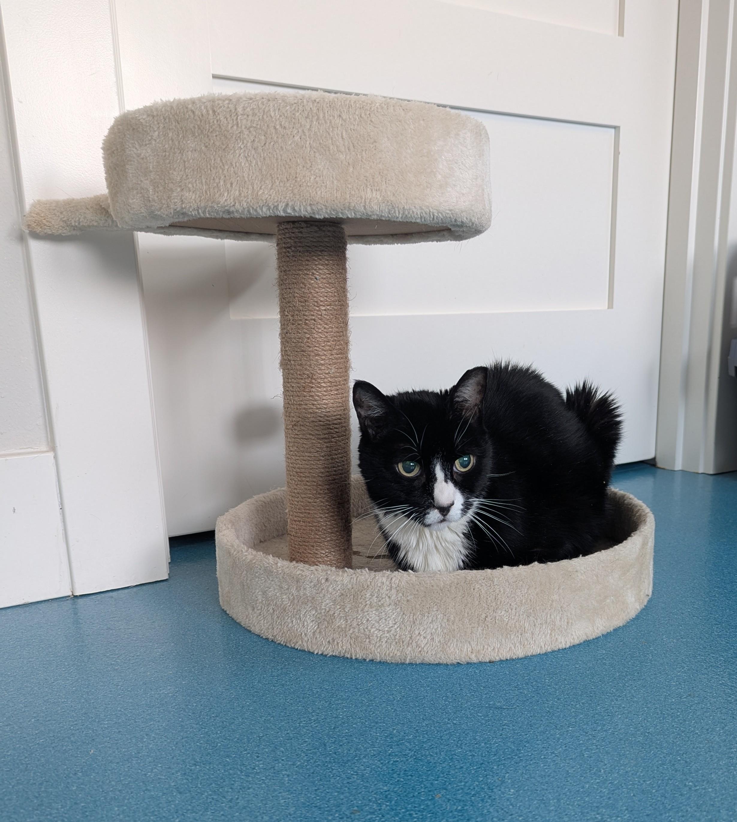 Murdoch, a Adoptable mixed breed in West Richland, WA image 3/5