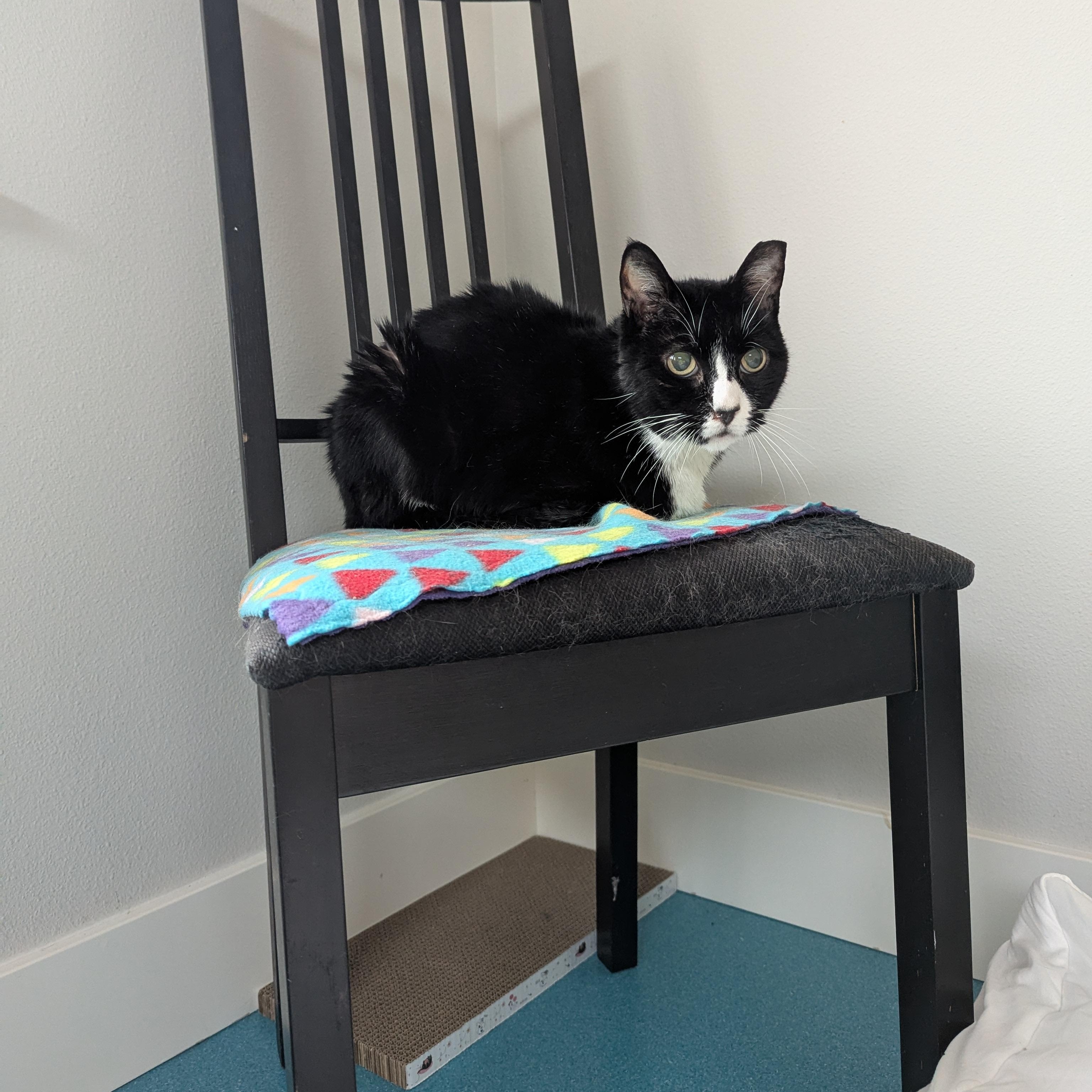 Murdoch, a Adoptable mixed breed in West Richland, WA image 1/5