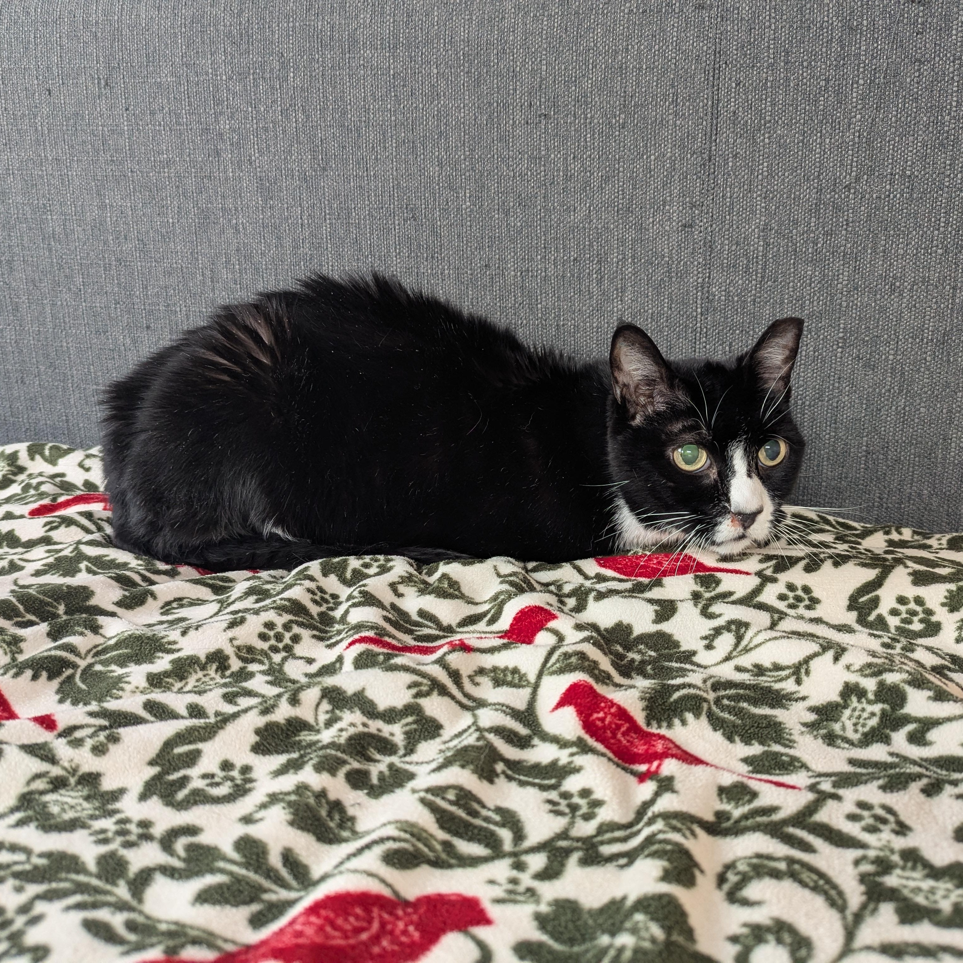 Murdoch, a Adoptable mixed breed in West Richland, WA image 5/5