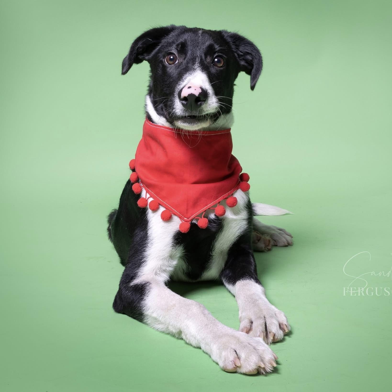 Denzil, a Adoptable Mixed Breed in Yaphank, NY image 2/6