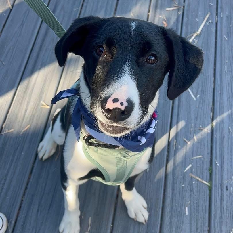 Denzil, Adoptable, Puppy Male Mixed Breed.