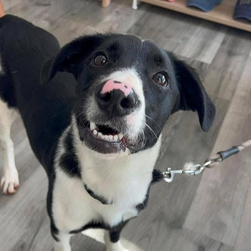 Denzil, a Adoptable Mixed Breed in Yaphank, NY image 4/6