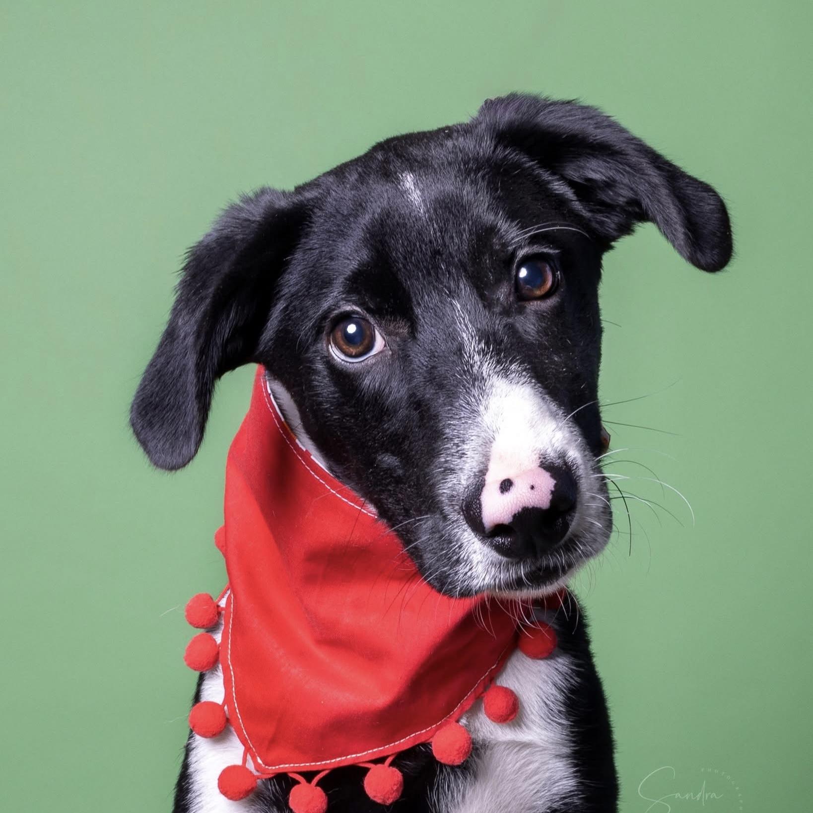 Denzil, a Adoptable Mixed Breed in Yaphank, NY image 5/6