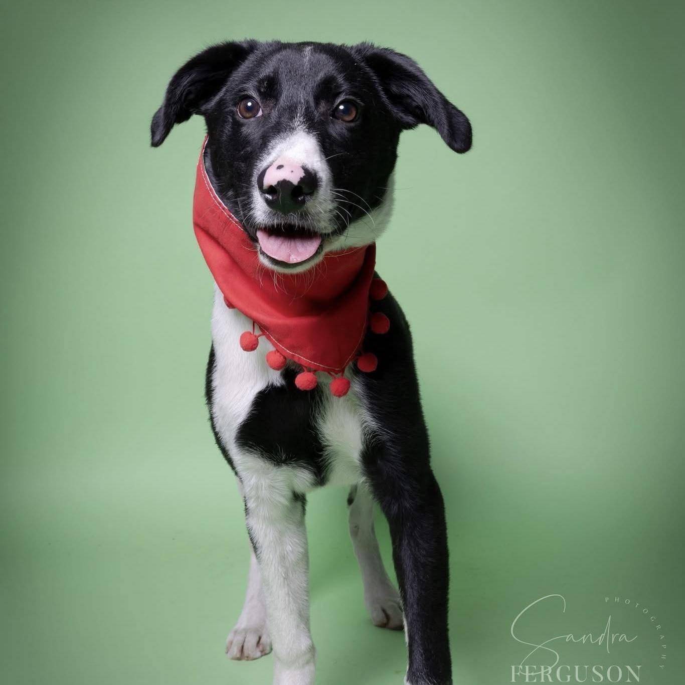 Denzil, a Adoptable Mixed Breed in Yaphank, NY image 6/6