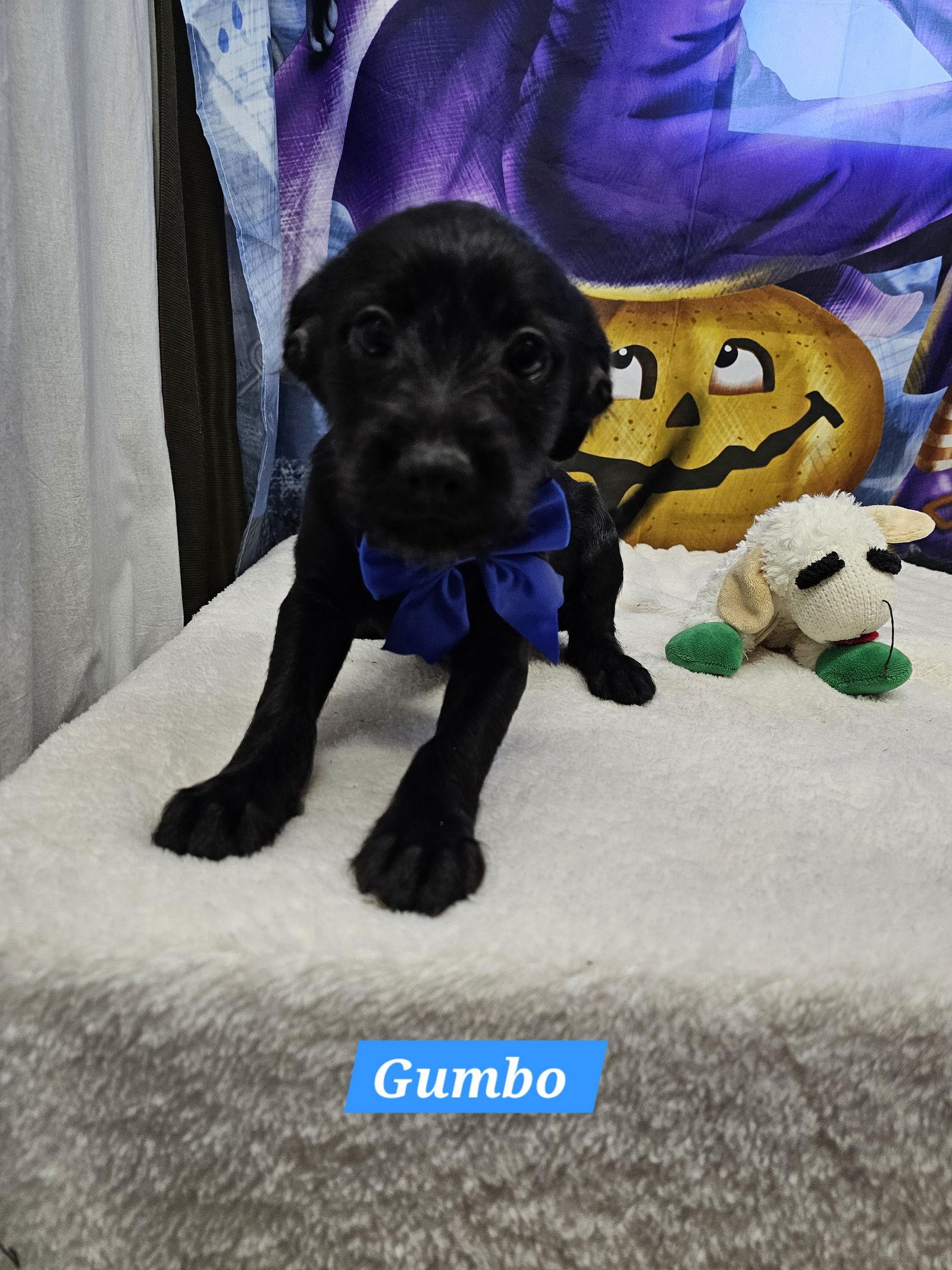 Enlarge Gumbo, a Adopted Jack Russell Terrier in Metairie, LA image 1/2