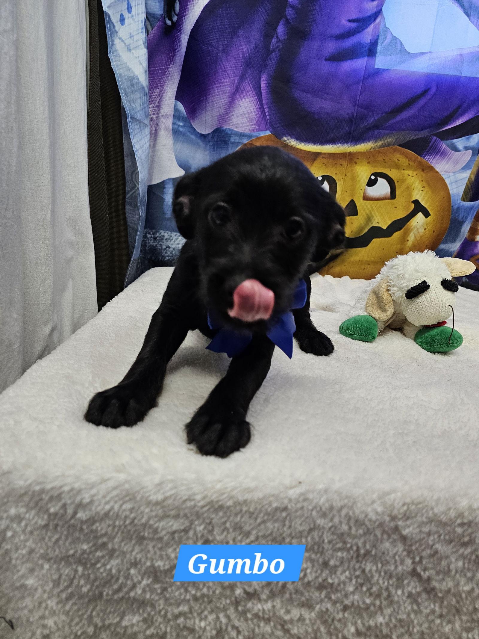 Enlarge Gumbo, a Adopted Jack Russell Terrier in Metairie, LA image 2/2