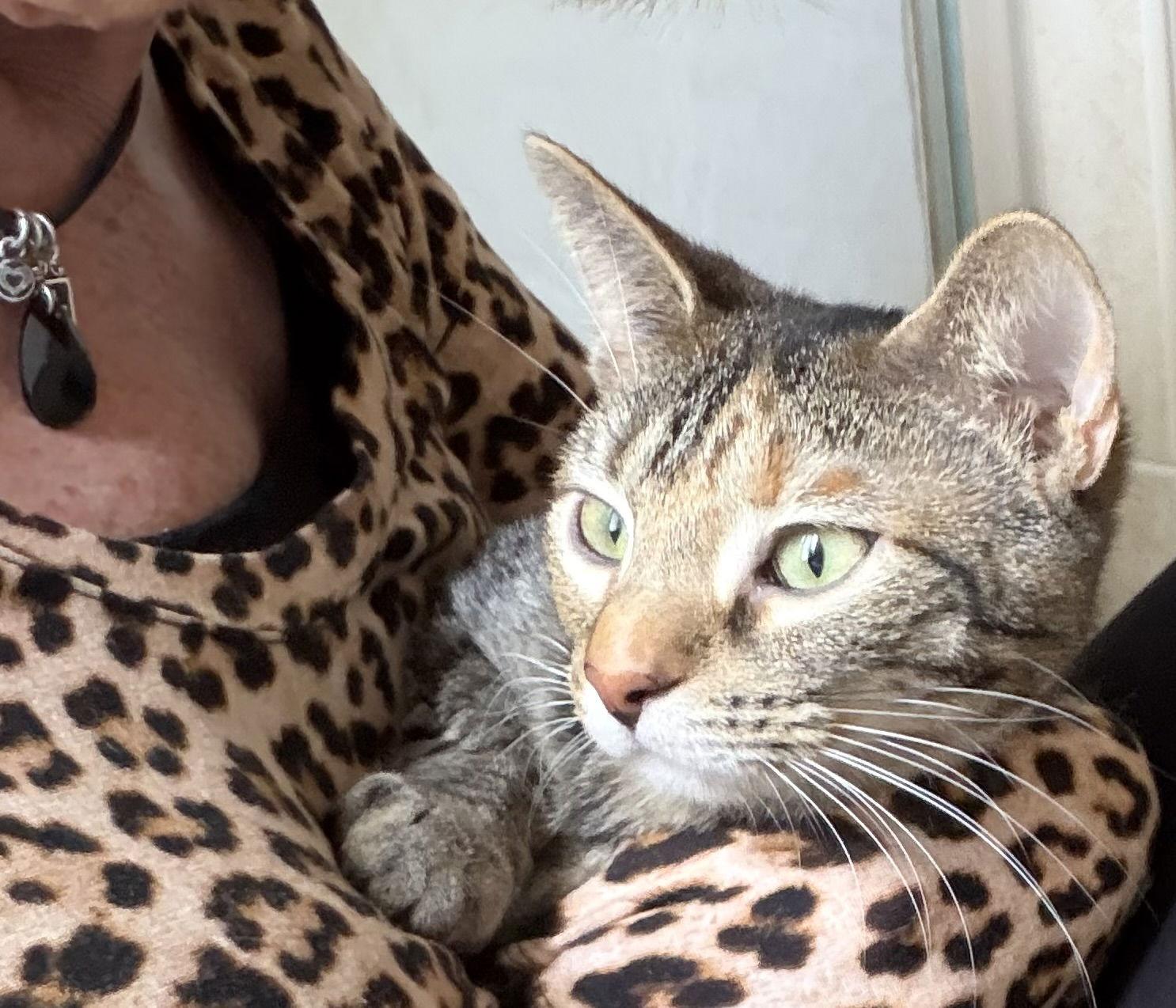 Enlarge Freya, a Adoptable American Shorthair in Orlando, FL image 1/3