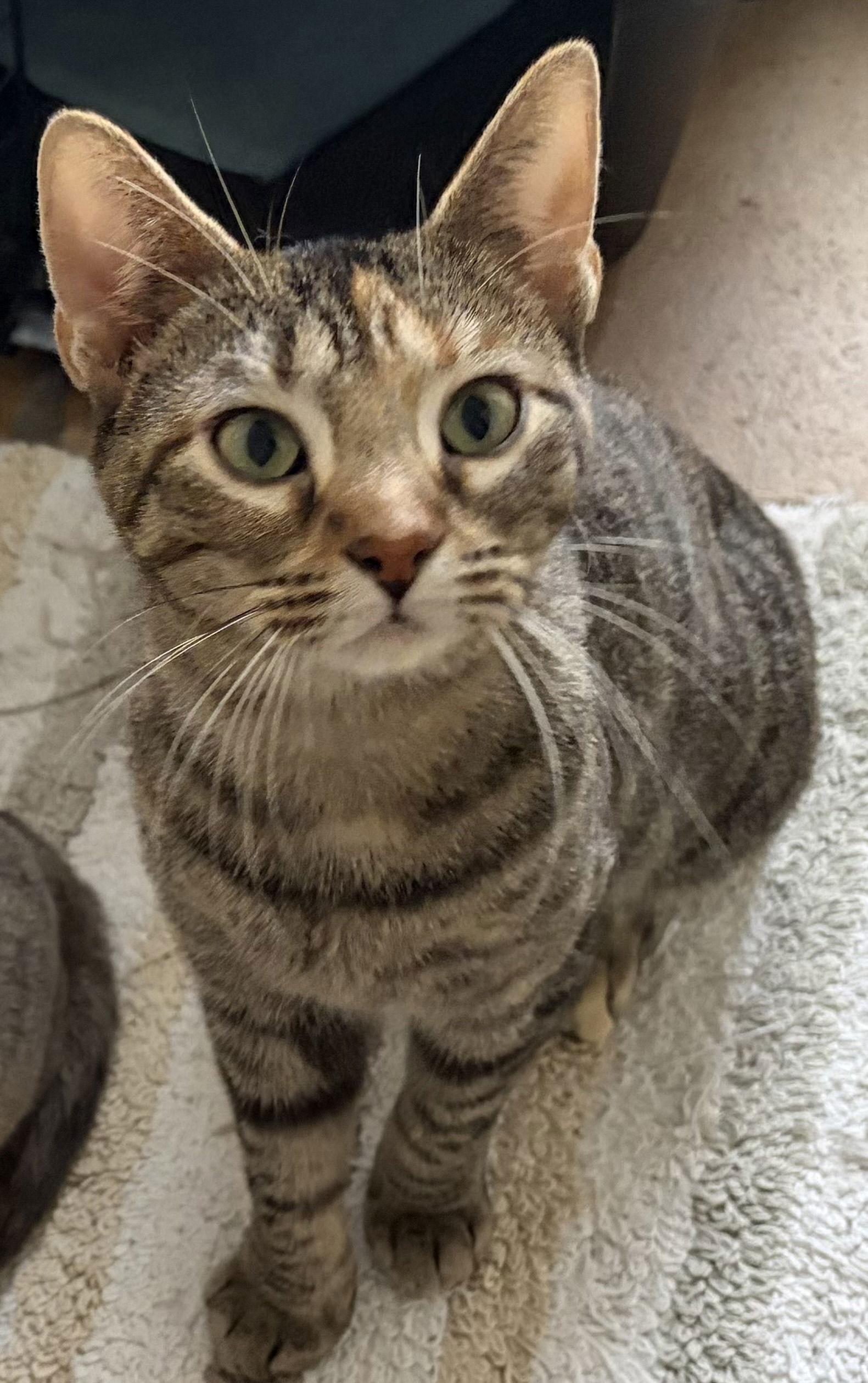 Enlarge Freya, a Adoptable American Shorthair in Orlando, FL image 2/3