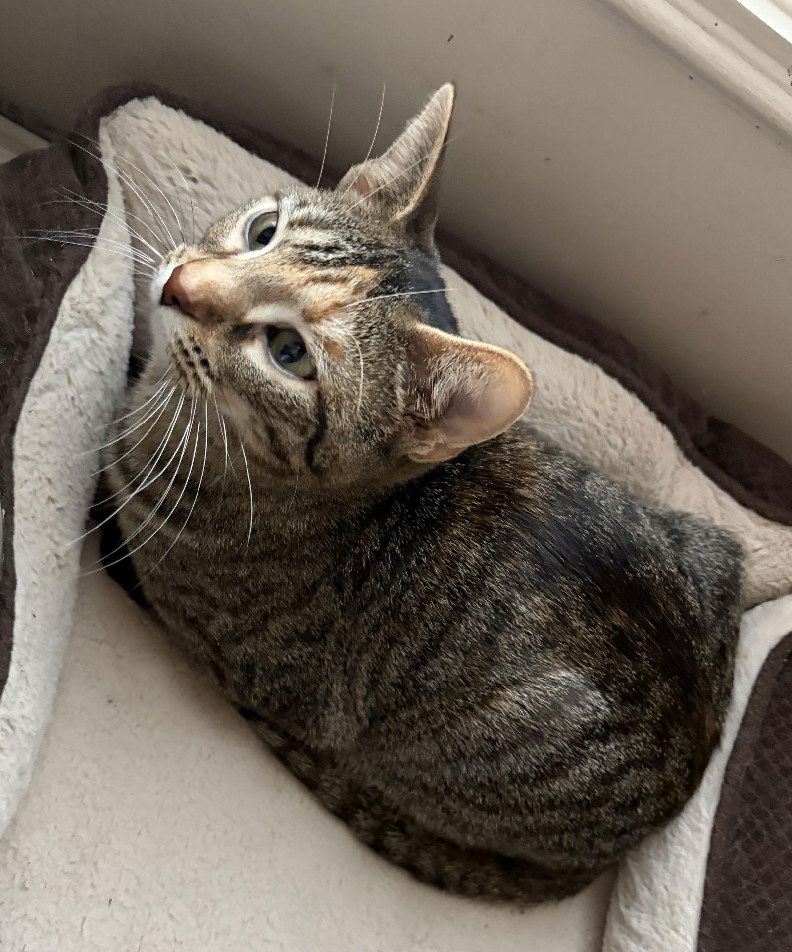 Enlarge Freya, a Adoptable American Shorthair in Orlando, FL image 3/3