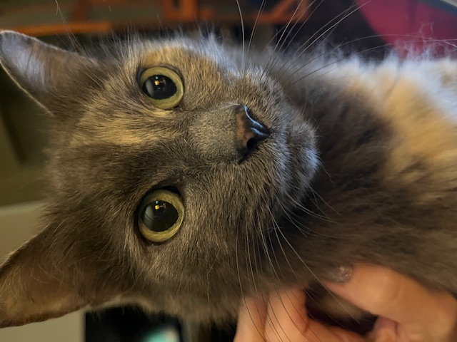 Enlarge Angel, a Adopted mixed breed in Joelton, TN image 2/3