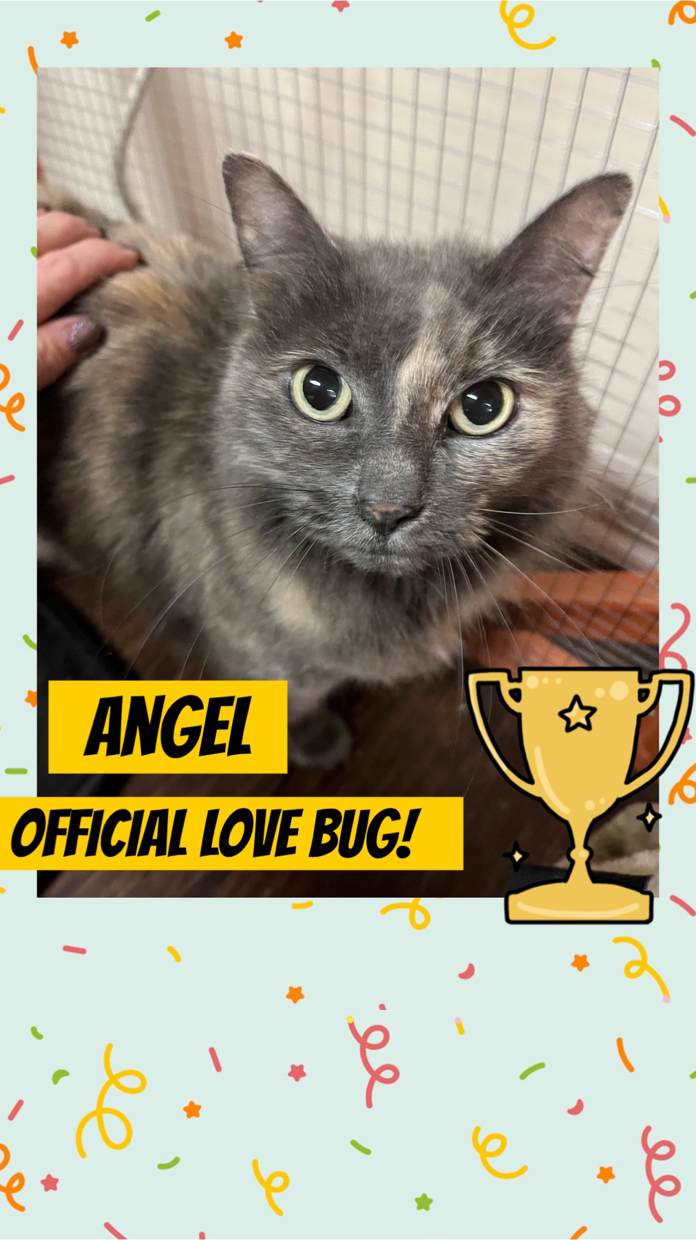 Angel, Adopted, Adult Female Domestic Medium Hair & Dilute Tortoiseshell.