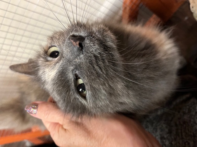 Enlarge Angel, a Adopted mixed breed in Joelton, TN image 3/3