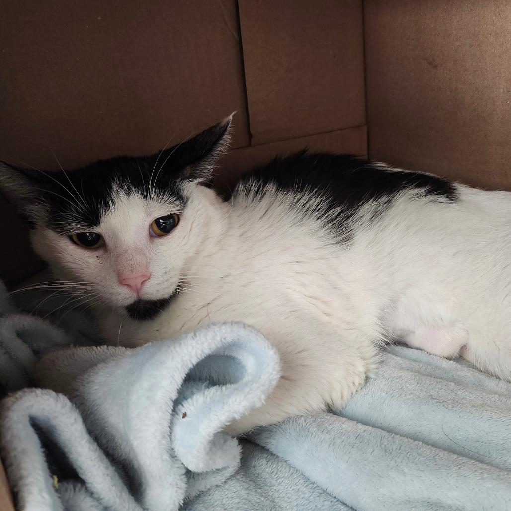 Persephone, Adoptable, Young Female Domestic Short Hair.