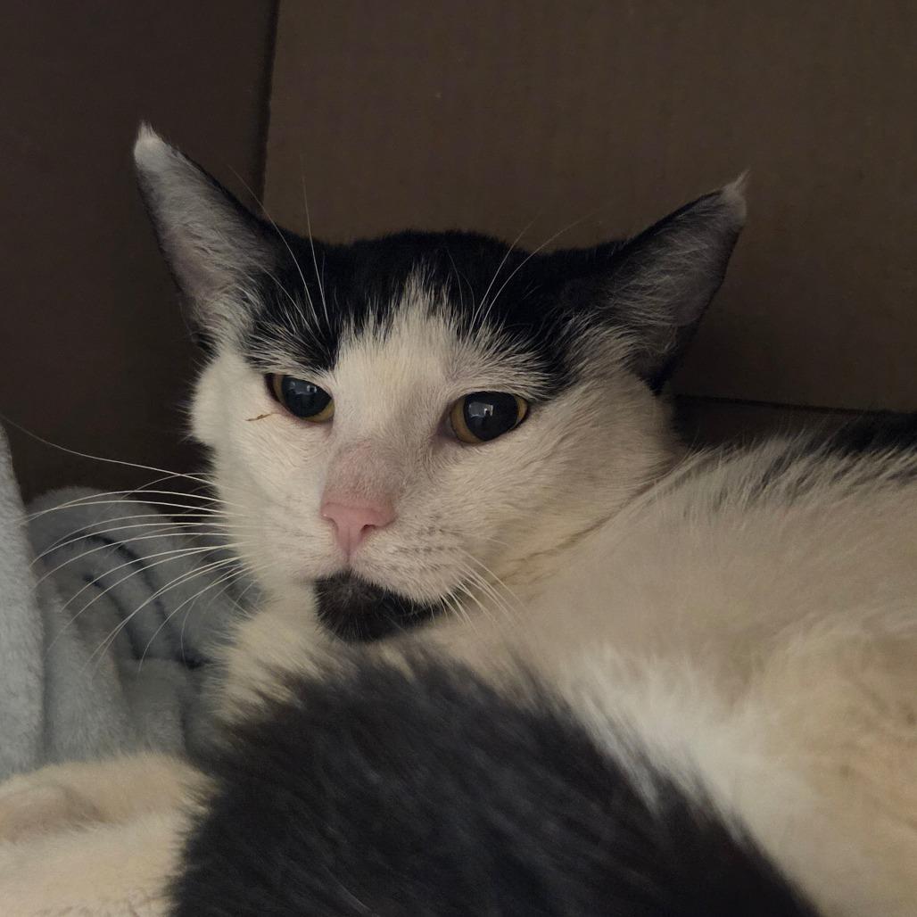 Enlarge Persephone, a Adoptable Domestic Short Hair in Ballston Spa, NY image 2/2