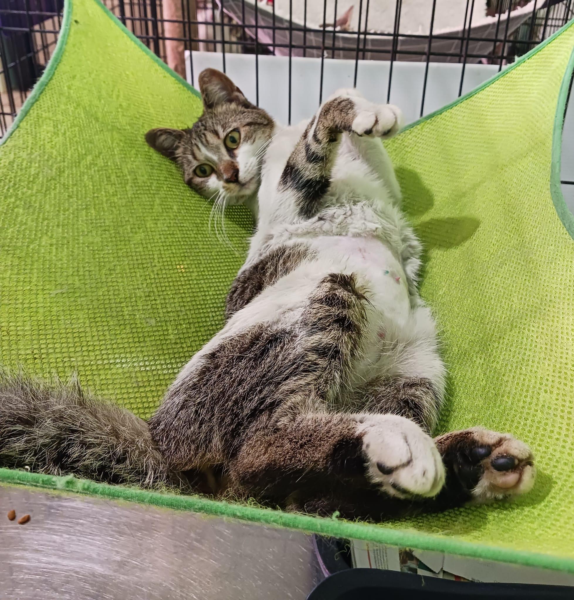 Sue, a Adoptable Domestic Short Hair in Windsor Locks, CT image 4/6