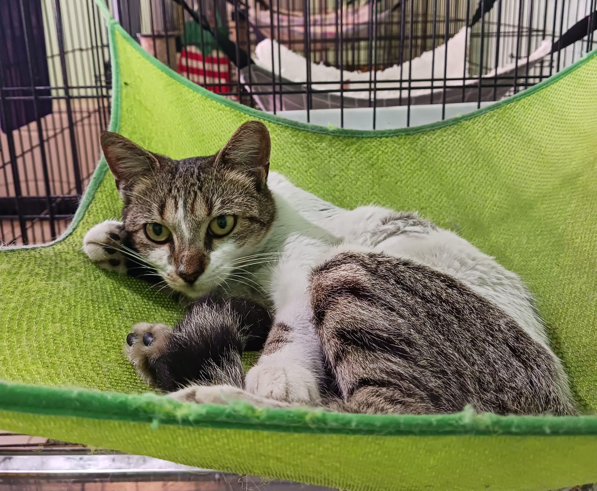 Sue, a Adoptable Domestic Short Hair in Windsor Locks, CT image 6/6