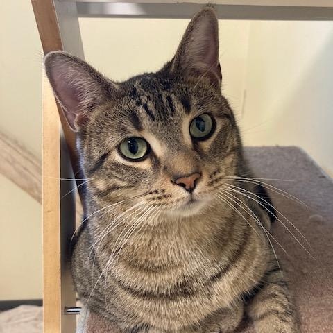 Enlarge Charles FIV+, a Adoptable Domestic Short Hair in Kankakee, IL image 2/3