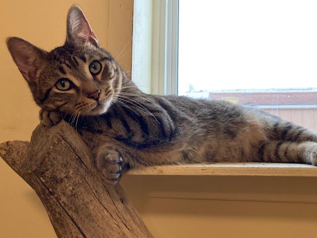 Enlarge Charles FIV+, a Adoptable Domestic Short Hair in Kankakee, IL image 1/3