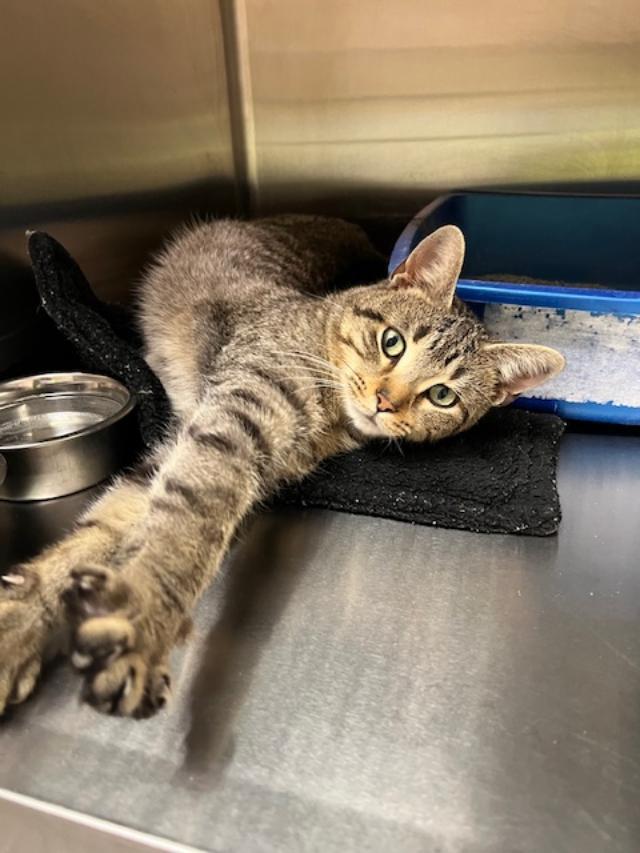 Enlarge Charles FIV+, a Adoptable Domestic Short Hair in Kankakee, IL image 1/1