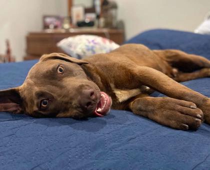 River, a Adoptable mixed breed in Malvern, PA image 1/3