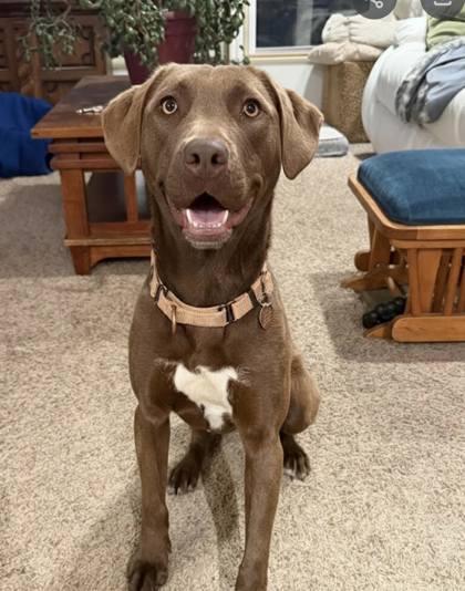 Enlarge River, a Adoptable mixed breed in Malvern, PA image 3/4