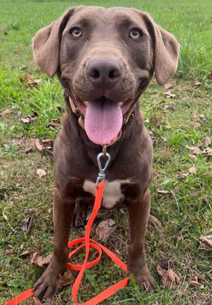 River, a Adoptable mixed breed in Malvern, PA image 2/3