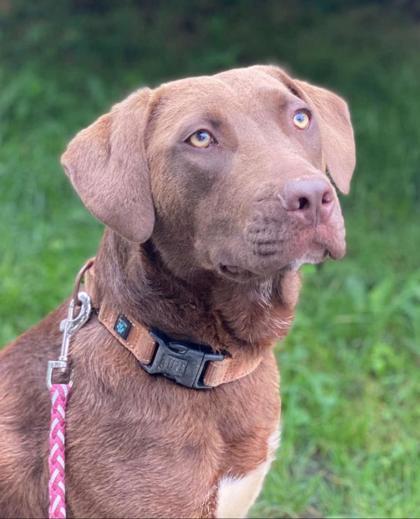 River, a Adoptable mixed breed in Malvern, PA image 3/3