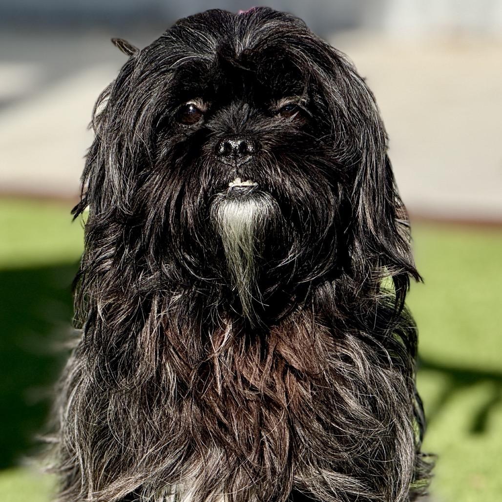 Enlarge Shadow - the cutest underbite you've ever seen, a Adoptable Shih Tzu in San Antonio, TX image 3/5