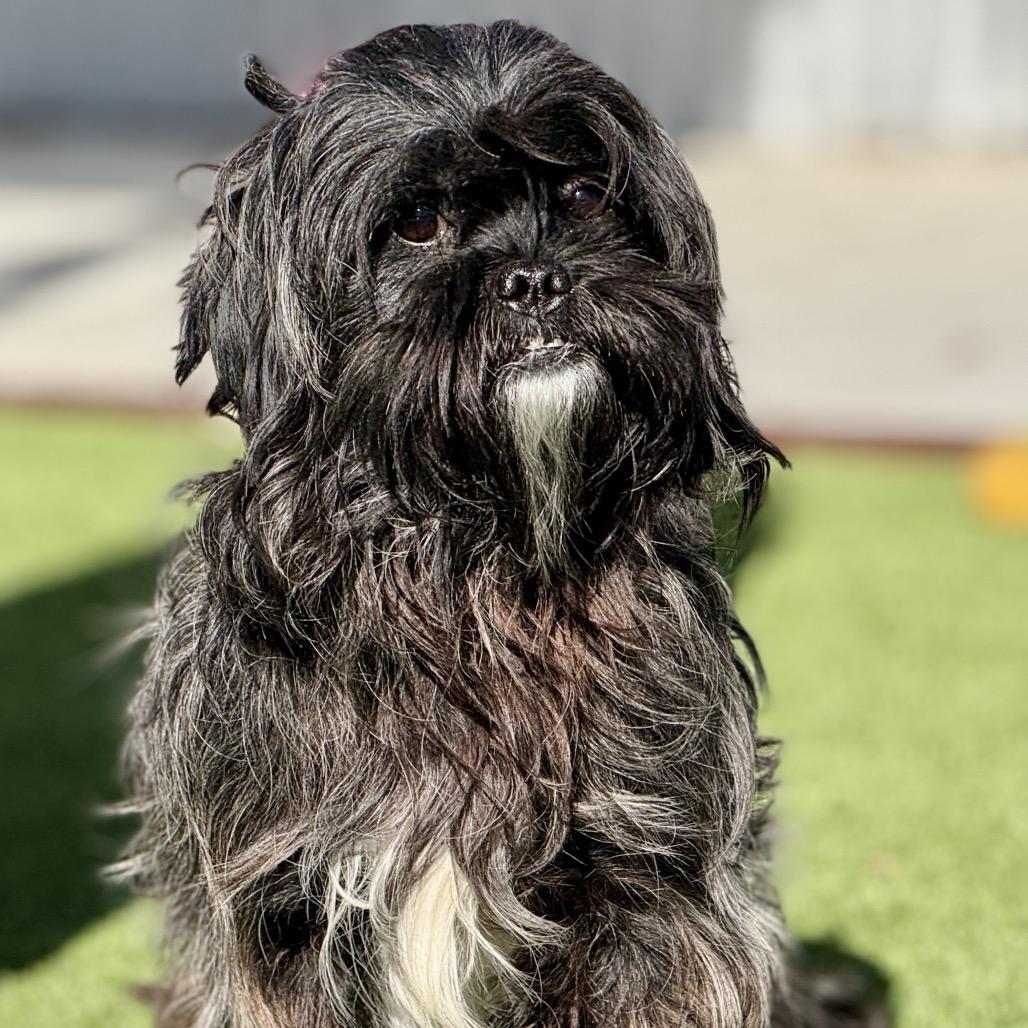 Enlarge Shadow - the cutest underbite you've ever seen, a Adoptable Shih Tzu in San Antonio, TX image 2/5