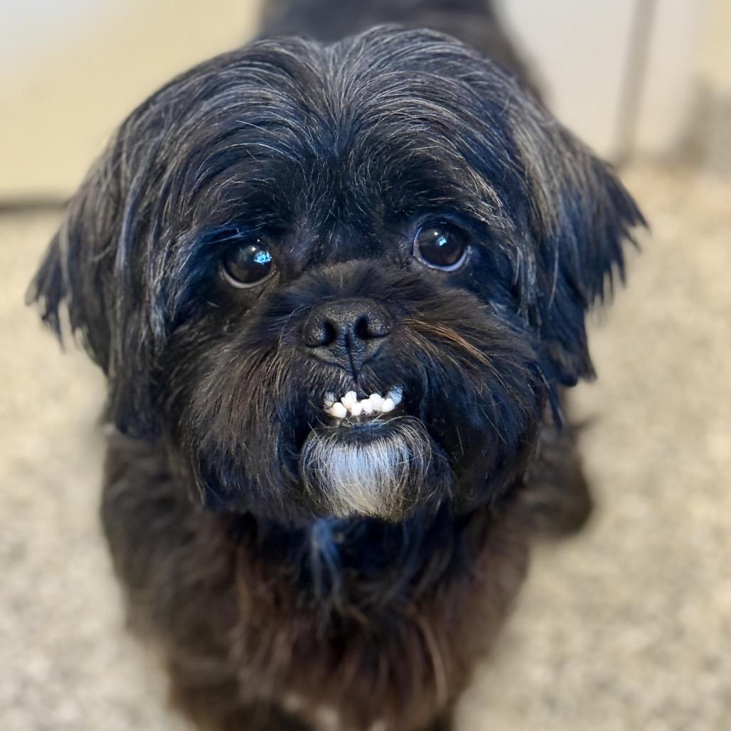 Enlarge Shadow - the cutest underbite you've ever seen, a Adoptable Shih Tzu in San Antonio, TX image 1/5