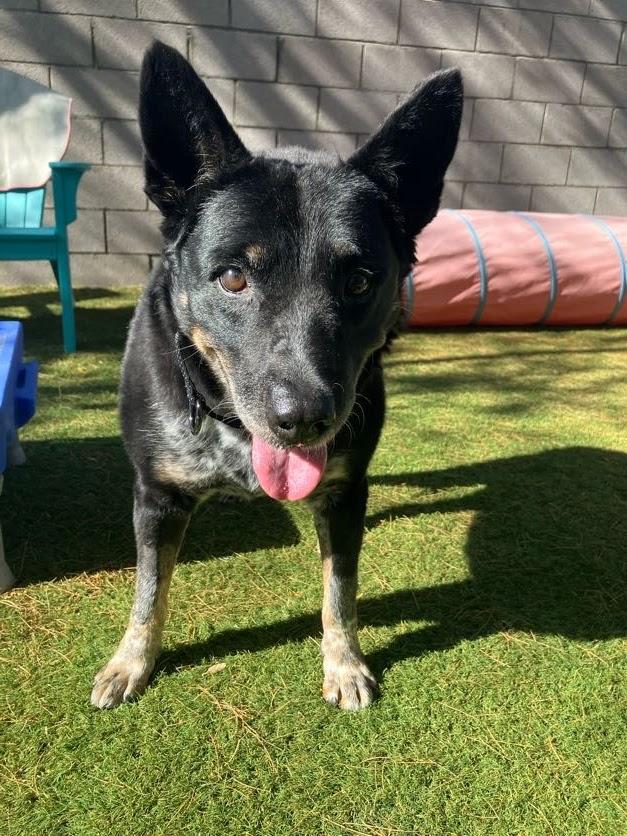 Gretchen and Buffalo, a ADOPTABLE mixed breed in Scottsdale, AZ image 3/3