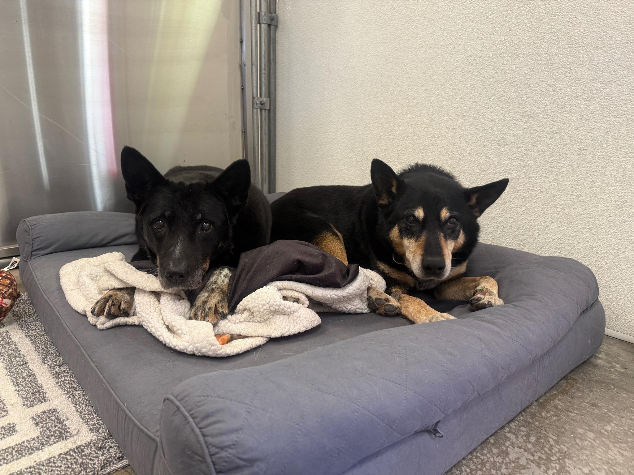 Gretchen and Buffalo, ADOPTABLE, Senior Male Australian Cattle Dog / Blue Heeler.