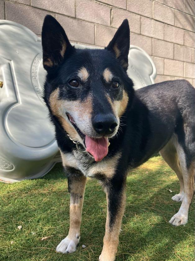 Gretchen and Buffalo, a ADOPTABLE mixed breed in Scottsdale, AZ image 2/3