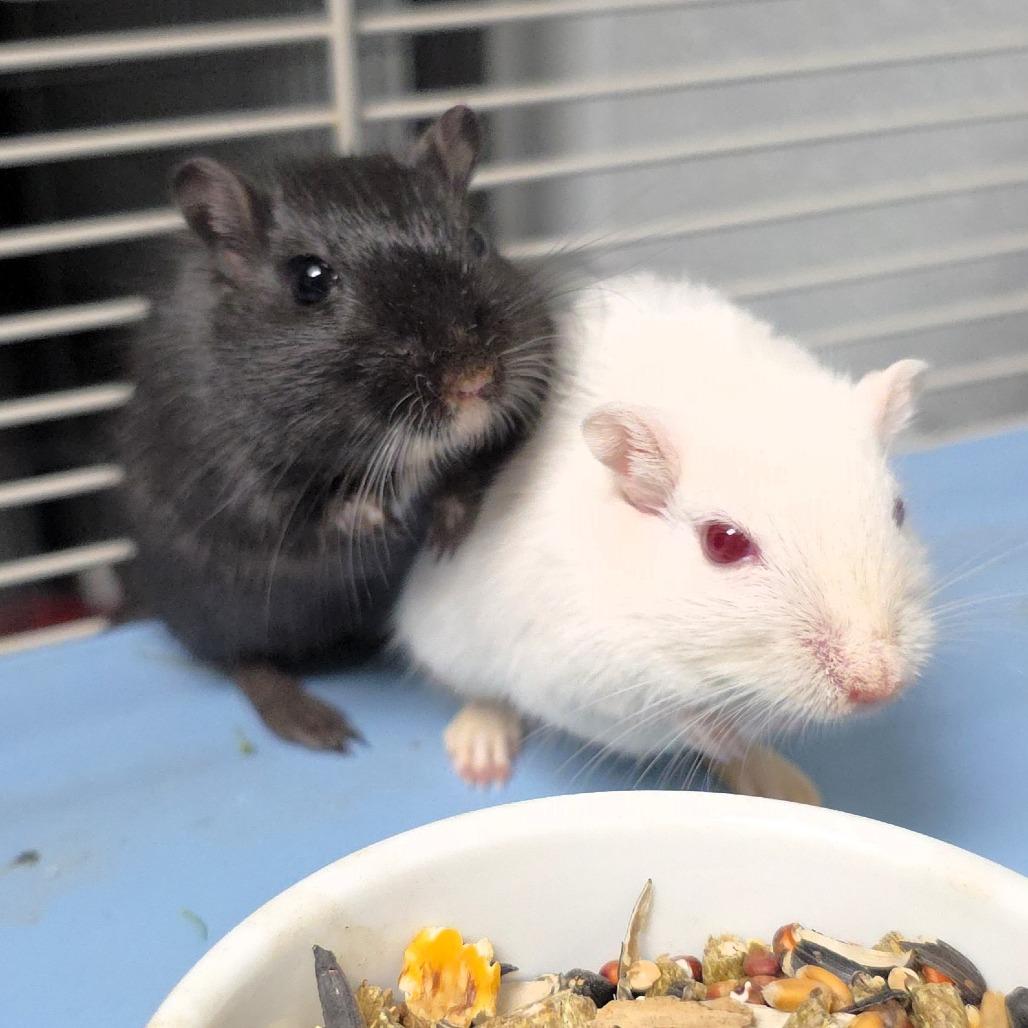 Sparky, a Adoptable Gerbil in Michigan City, IN image 1/6