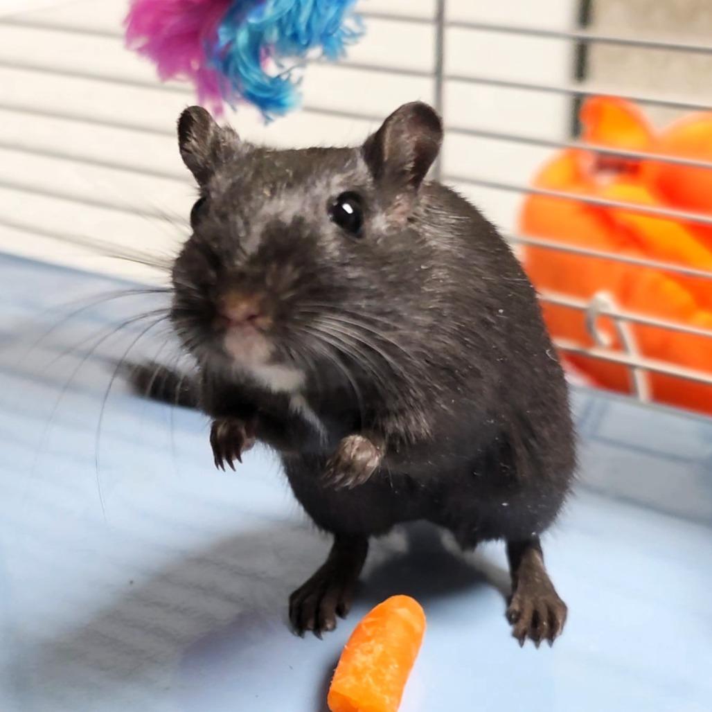 Sparky, a Adoptable Gerbil in Michigan City, IN image 2/6