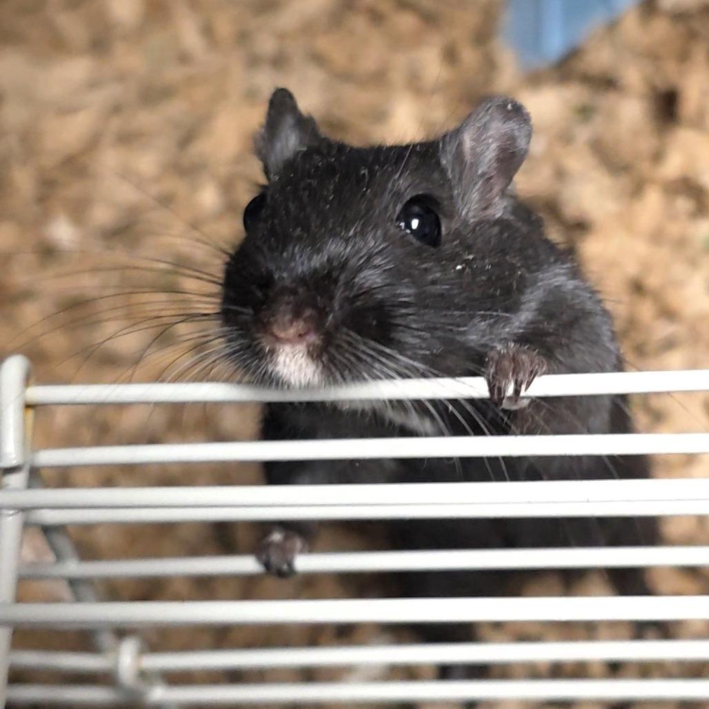 Sparky, a Adoptable Gerbil in Michigan City, IN image 3/6
