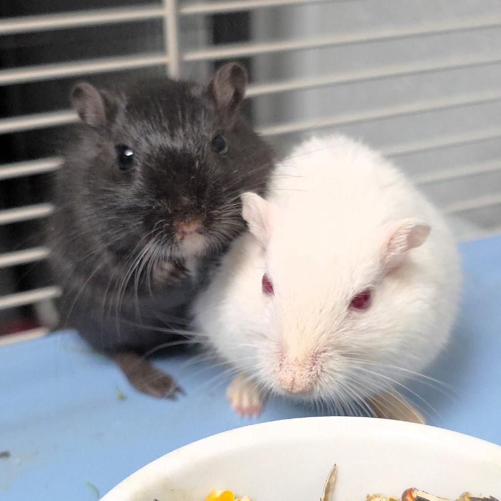 Sparky, a Adoptable Gerbil in Michigan City, IN image 4/6