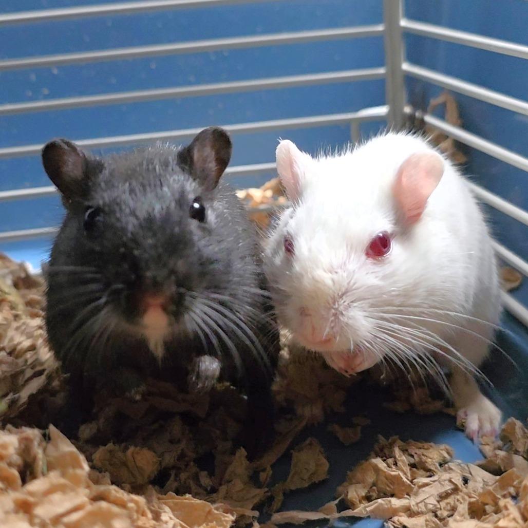 Sparky, a Adoptable Gerbil in Michigan City, IN image 5/6