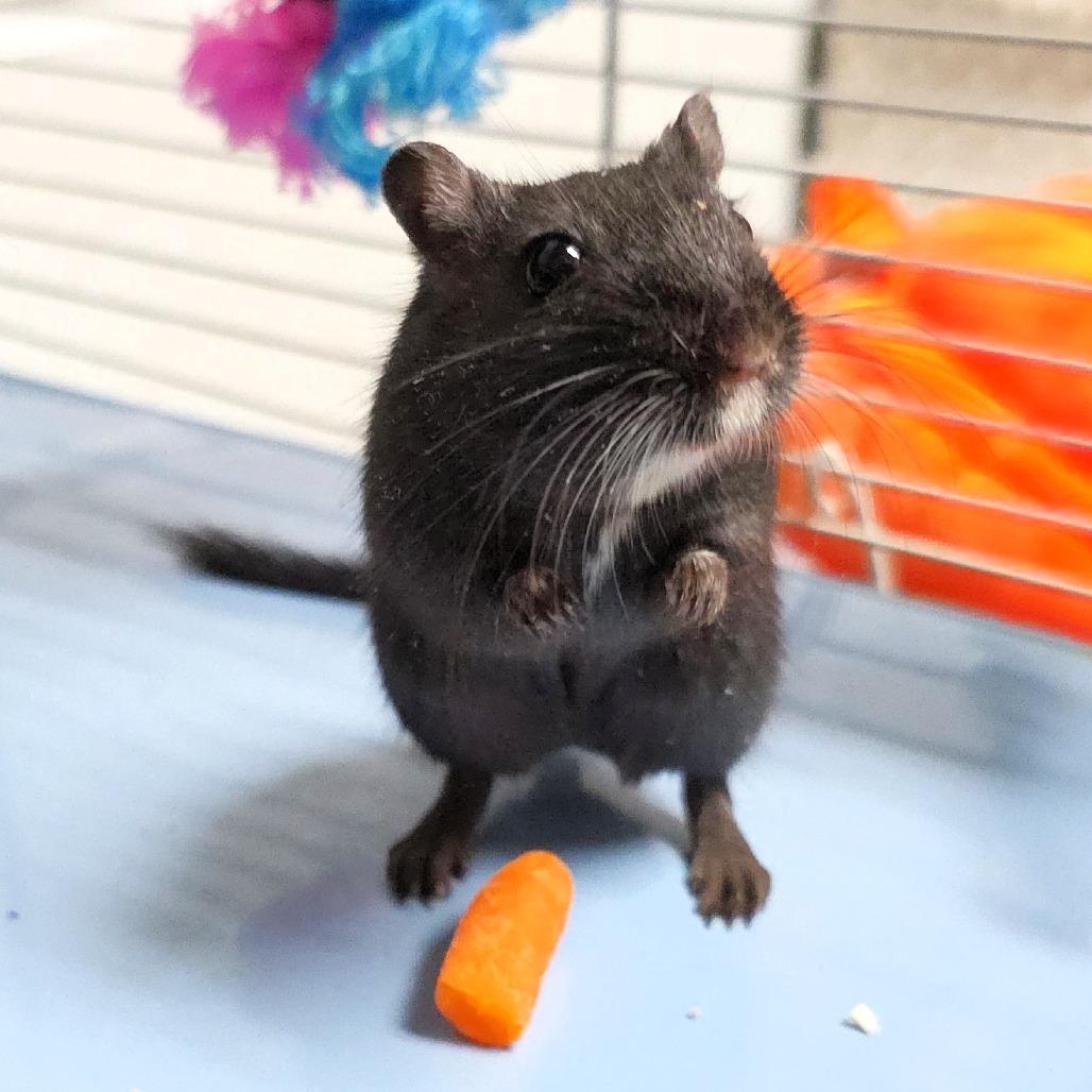 Sparky, a Adoptable Gerbil in Michigan City, IN image 6/6