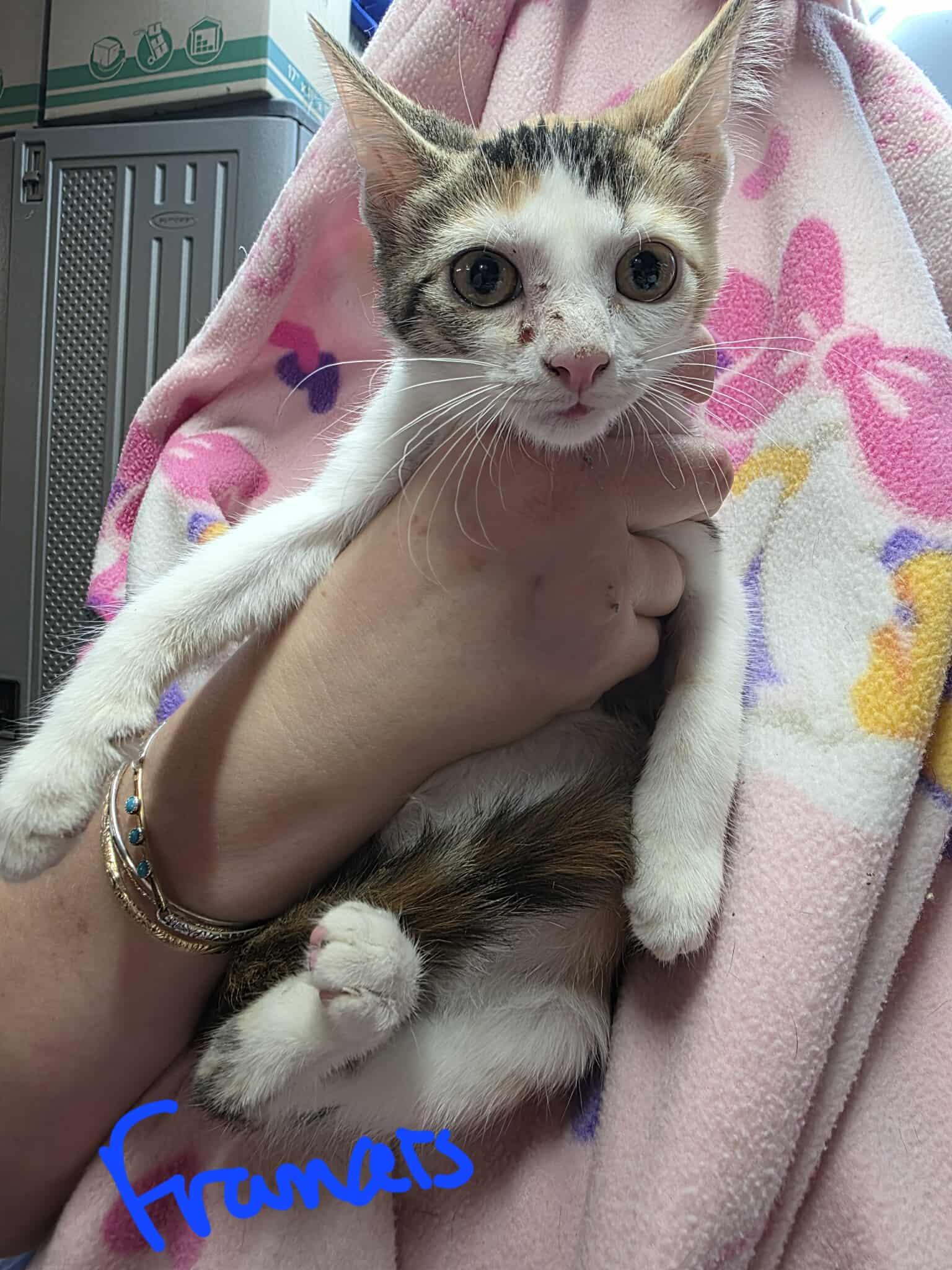 Francie, Adoptable, Kitten Female Domestic Short Hair.