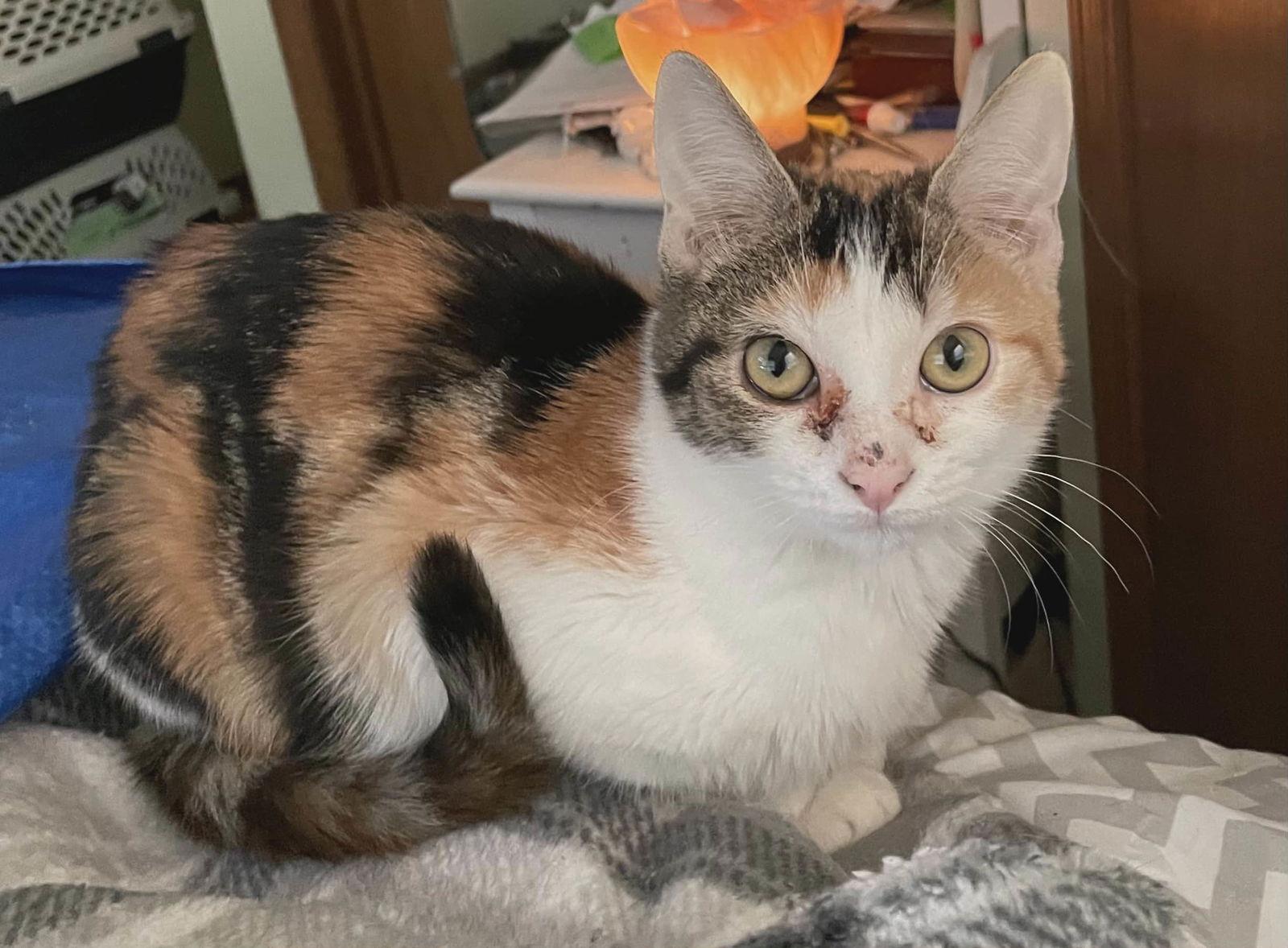 Enlarge Francie, a Adoptable Domestic Short Hair in hinckley, IL image 2/3