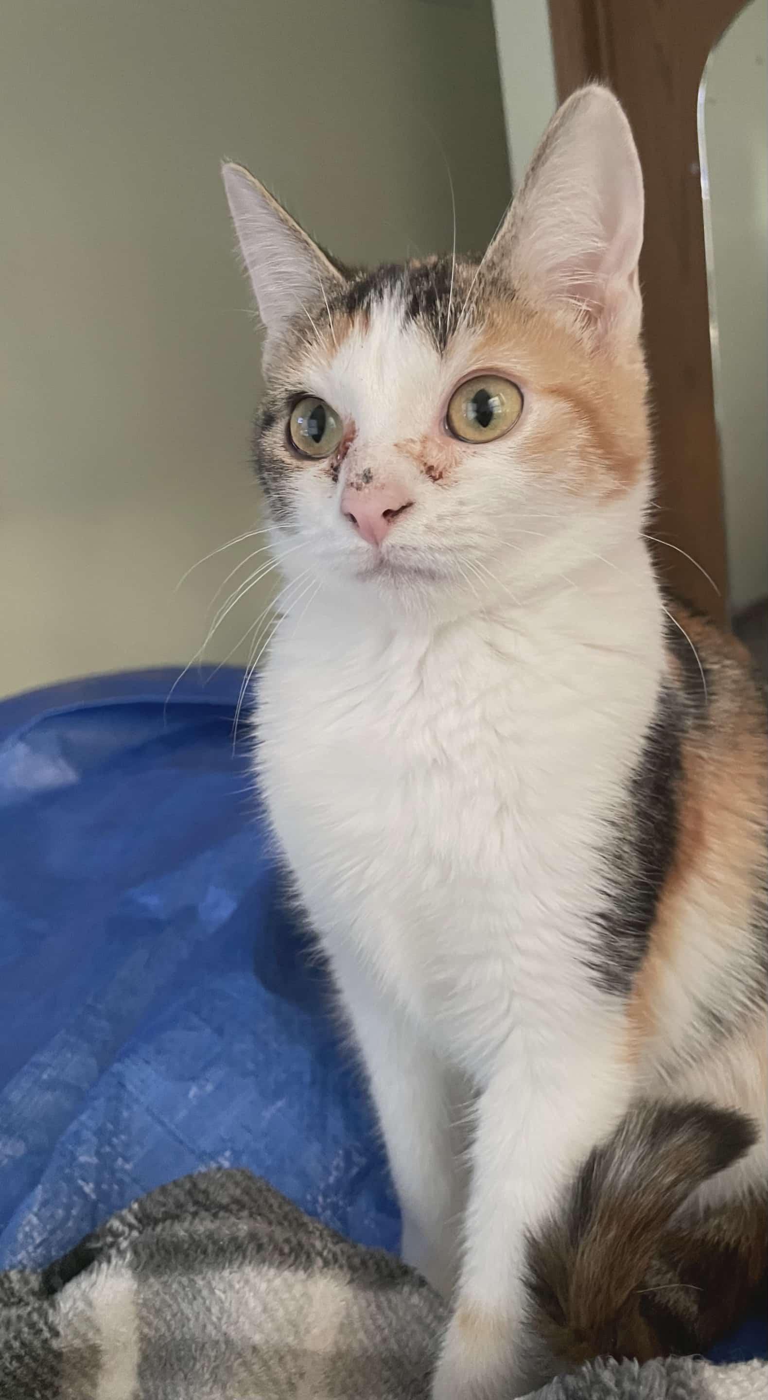 Enlarge Francie, a Adoptable Domestic Short Hair in hinckley, IL image 3/3