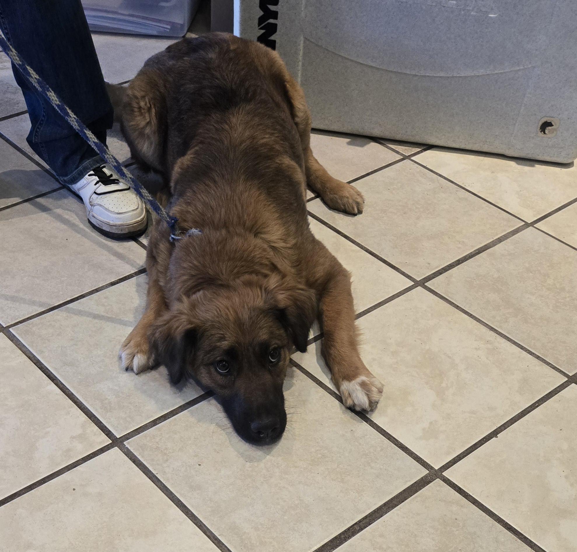 Bailey, Adoptable, Young Female German Shepherd Dog.