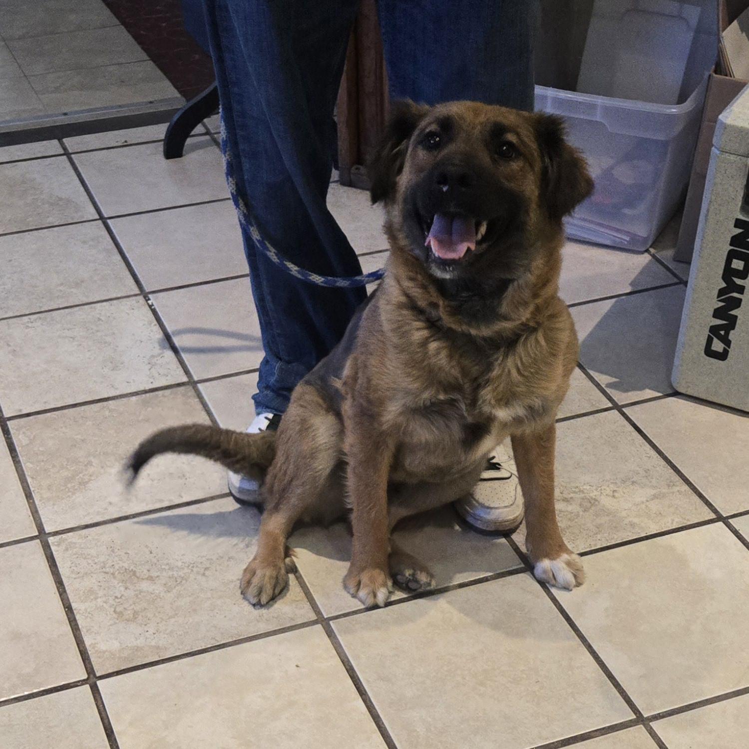 Bailey, a Adoptable mixed breed in Nogales, AZ image 3/4