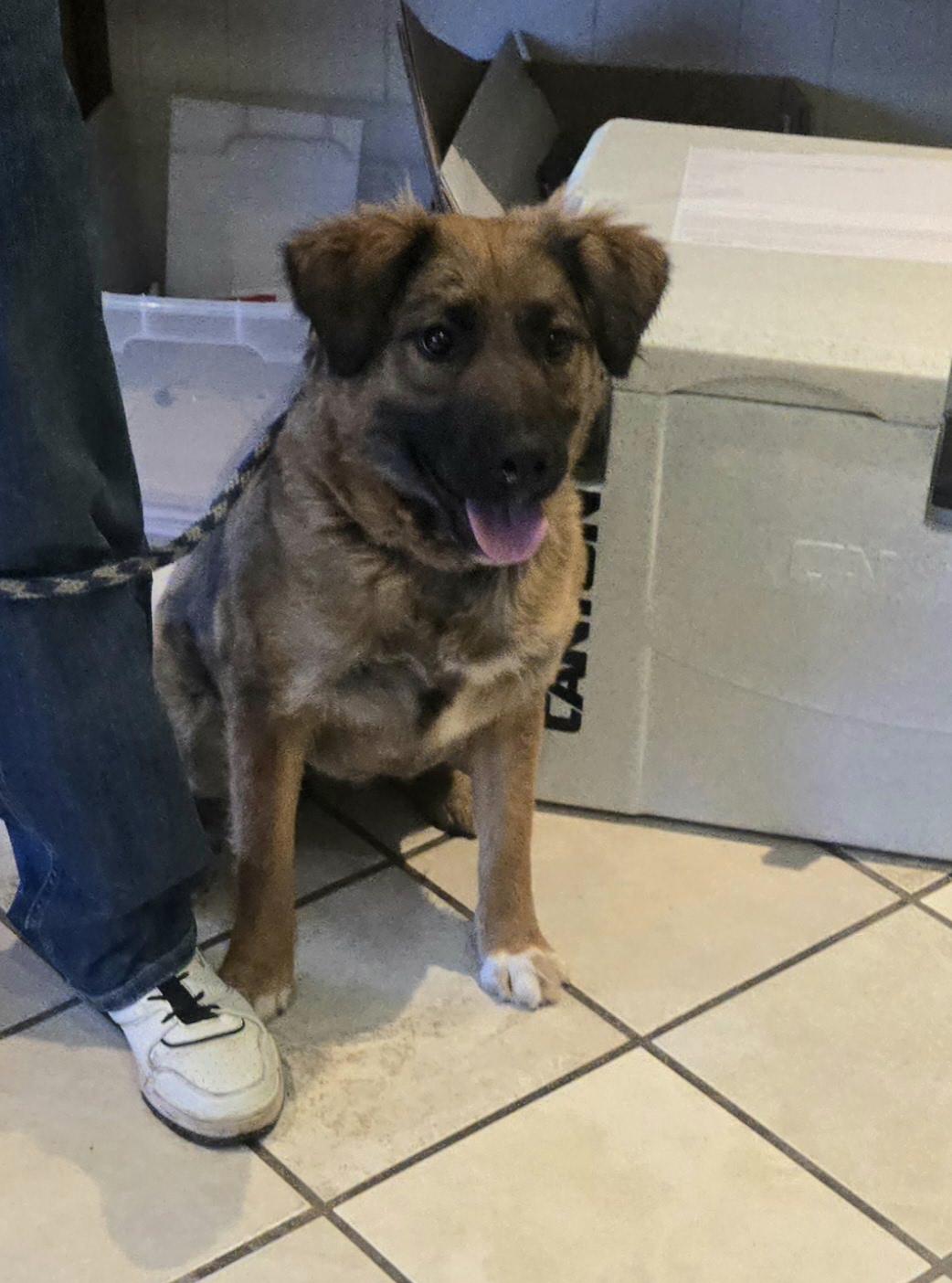 Bailey, a Adoptable mixed breed in Nogales, AZ image 4/4