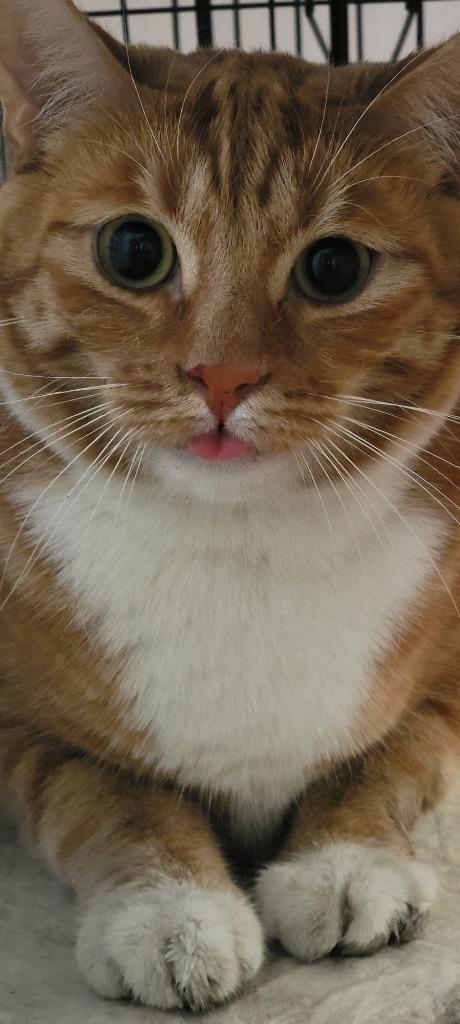 Hobbes / Calvin, Adoptable, Adult Male Domestic Medium Hair.