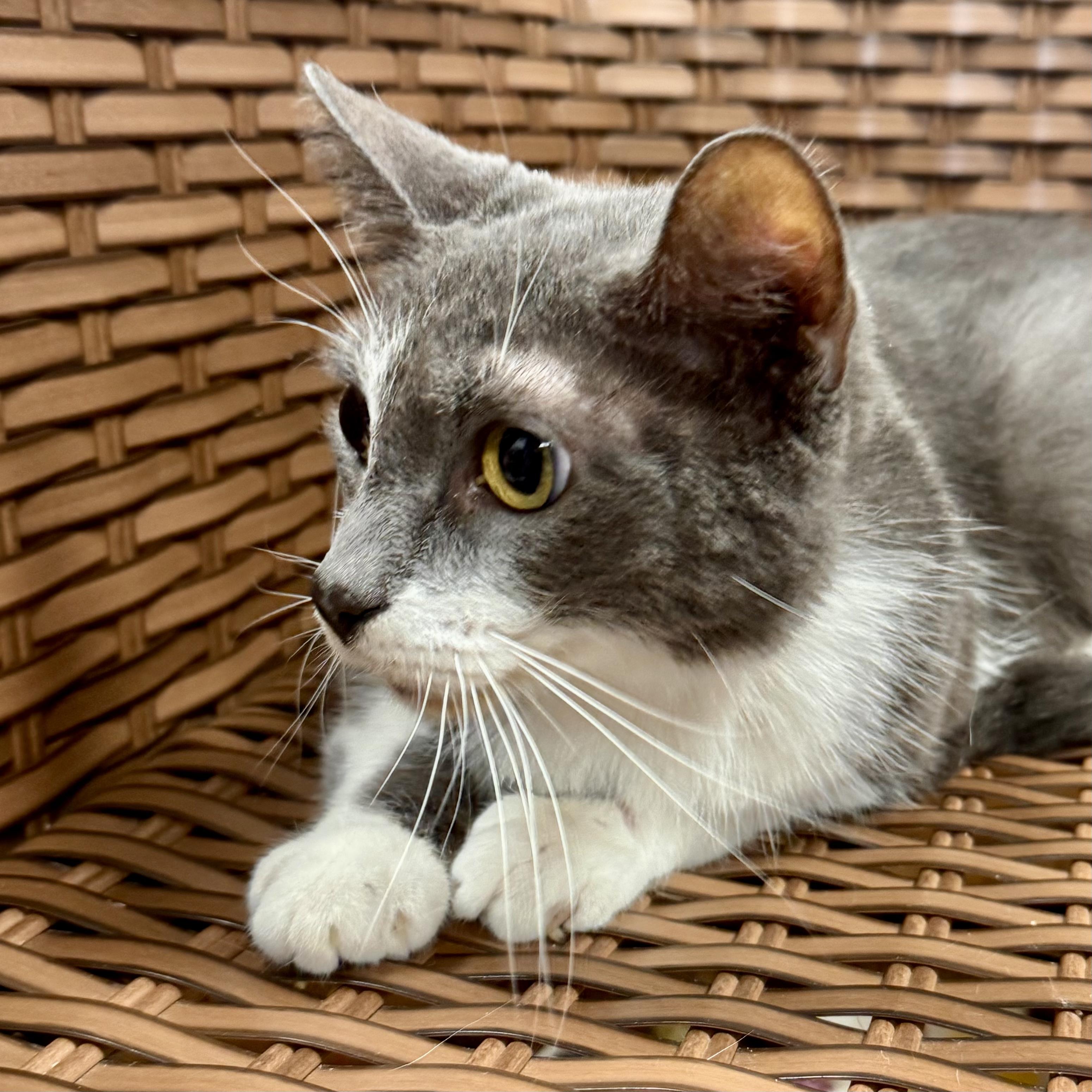 Gobble, a Adoptable Domestic Short Hair in Midland, MI image 1/6