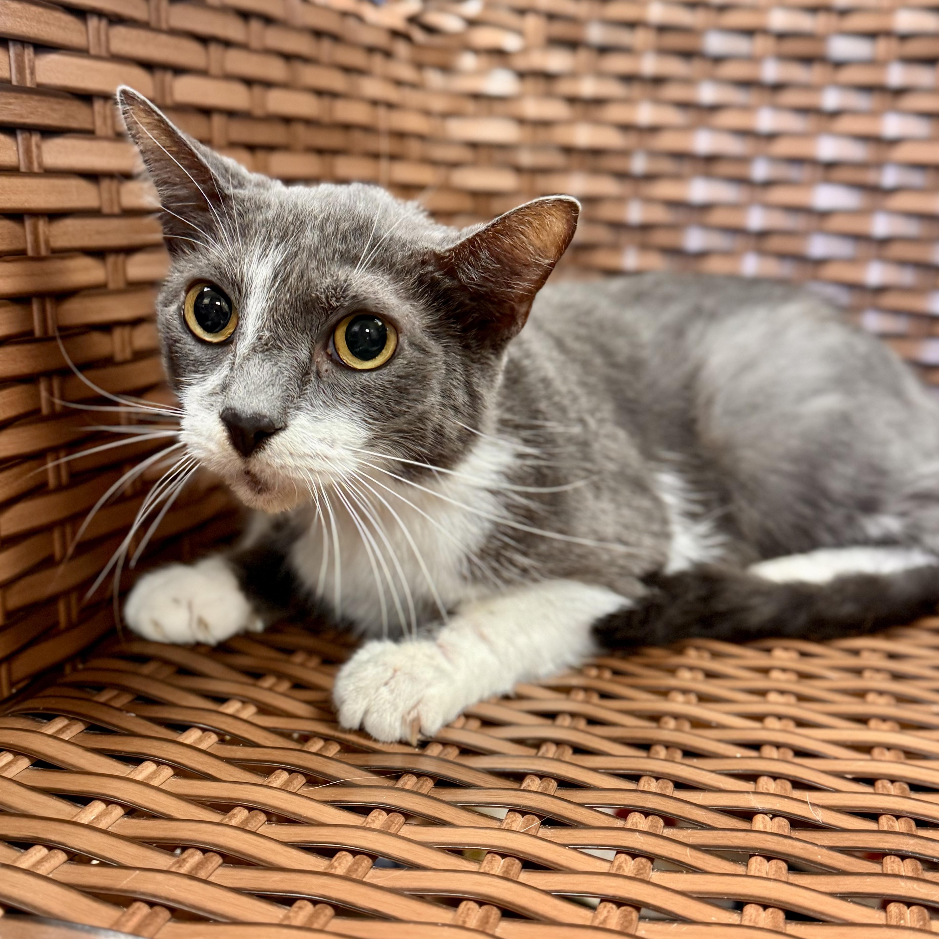 Gobble, a Adoptable Domestic Short Hair in Midland, MI image 2/6